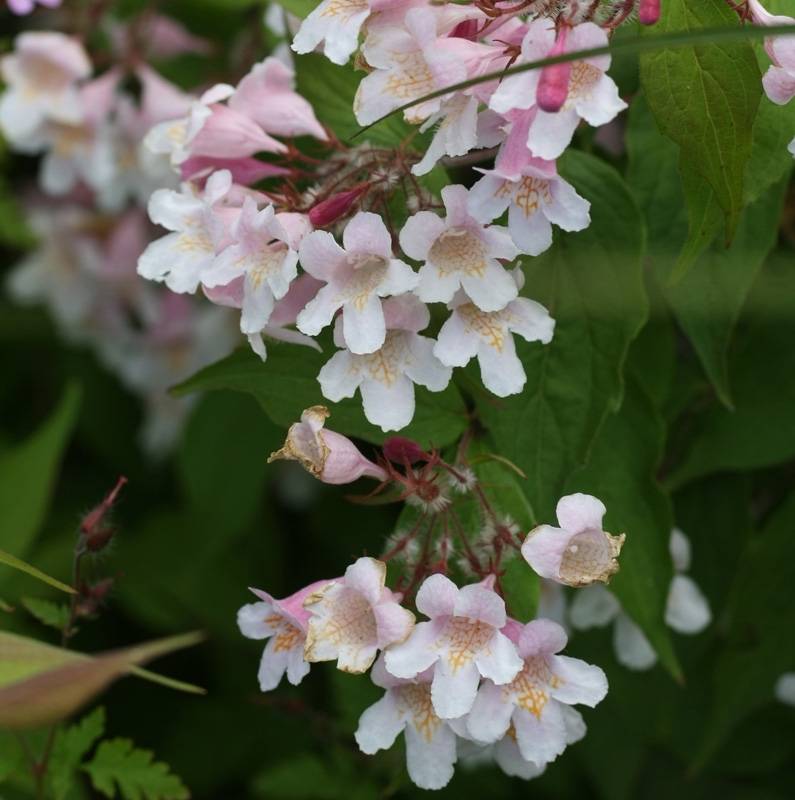 Kolkwitzia amabilis Pink Cloud - Buisson de beauté Pot de 6L/7L