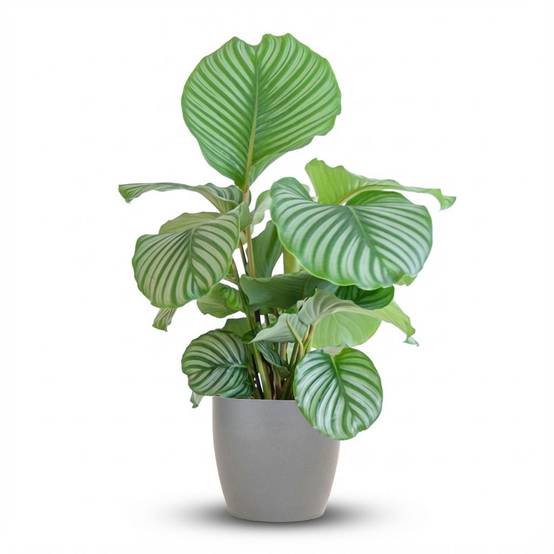 Calathea Orbifolia - Pot de 21cm - Hauteur 60 - 70cm - Gris - Plantes d'intérieur - Image 1