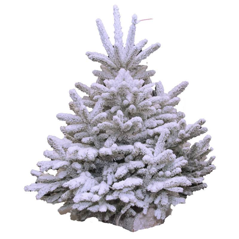 rapidsapin - Sapin de Noël floqué blanc Nordmann naturel 230-250 cm
