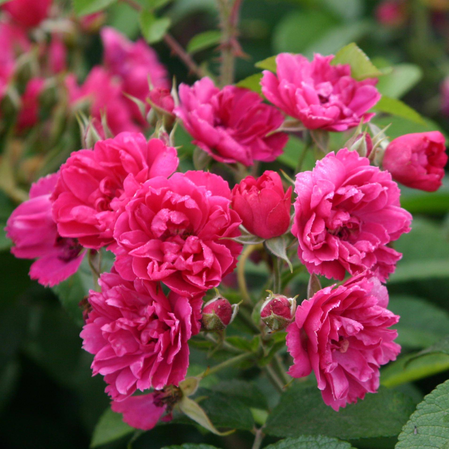 Promesse de Fleurs - Rosier ancien F.J Grootendorst Pot de 4L/5L