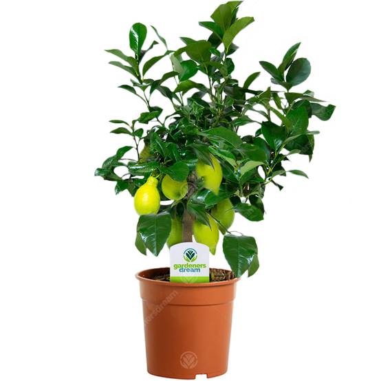 Gardenersdream - Citrus Limon – 1 X Citronnier D'Appartement Pour La Maison Ou Le Bureau En Pot - GardenersDream - Image 1