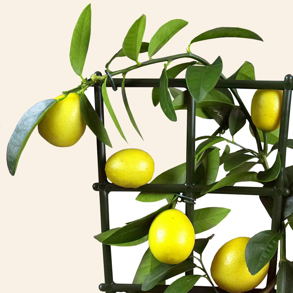 Gardenersdream - Citrus Limon – 1 X Citronnier D'Appartement Pour La Maison Ou Le Bureau En Pot - GardenersDream - Image 3
