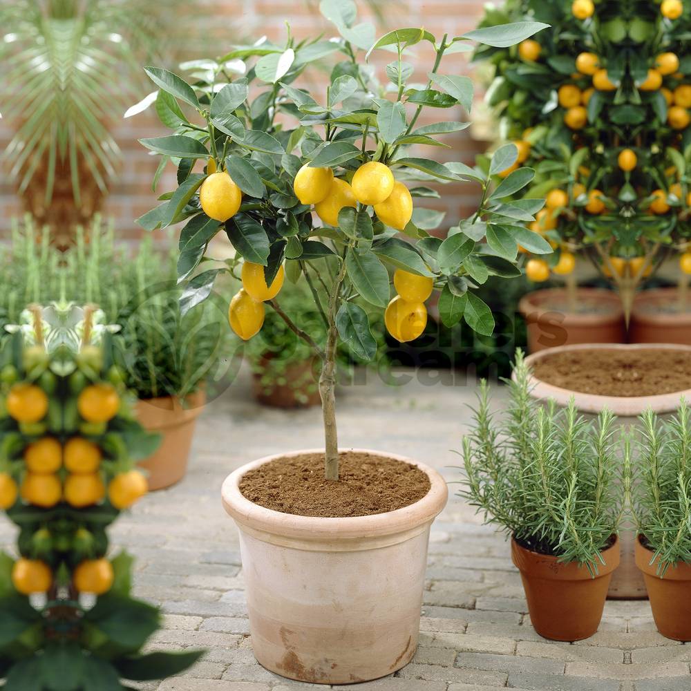 Gardenersdream - Citrus Limon – 1 X Citronnier D'Appartement Pour La Maison Ou Le Bureau En Pot - GardenersDream - Image 2