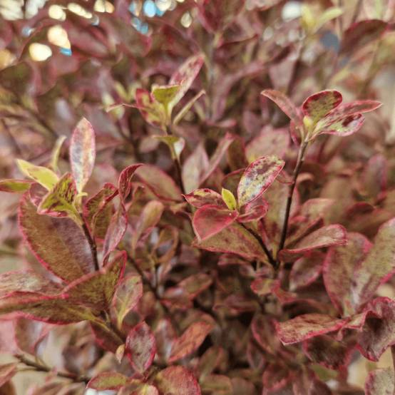 Pittosporum Bannow Bay® 'Bann2015', Pittospore - Pot de 7,5L - 60/80 cm - Image 10