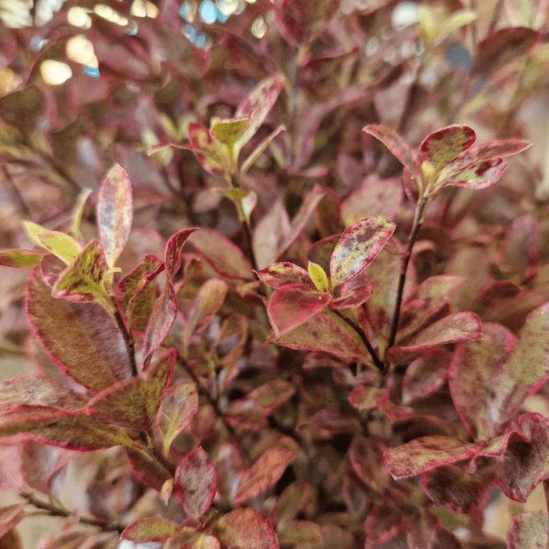 Pittosporum Bannow Bay® 'Bann2015', Pittospore - Pot de 7,5L - 60/80 cm - Image 10