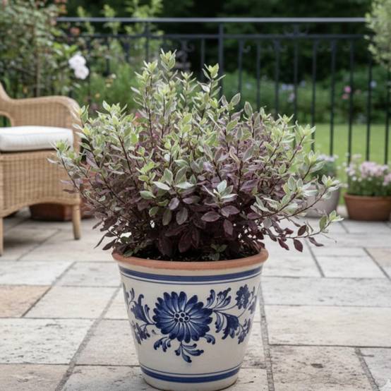 Pittosporum Bannow Bay® 'Bann2015', Pittospore - Pot de 7,5L - 60/80 cm - Image 5