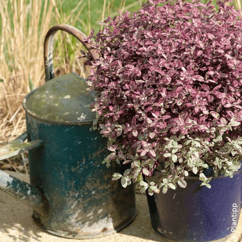 Pittosporum Bannow Bay® 'Bann2015', Pittospore - Pot de 7,5L - 60/80 cm - Image 9