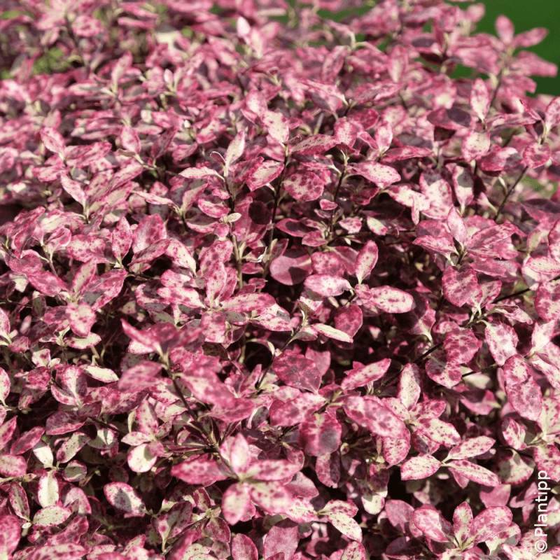 Pittosporum Bannow Bay® 'Bann2015', Pittospore - Pot de 7,5L - 60/80 cm - Image 6