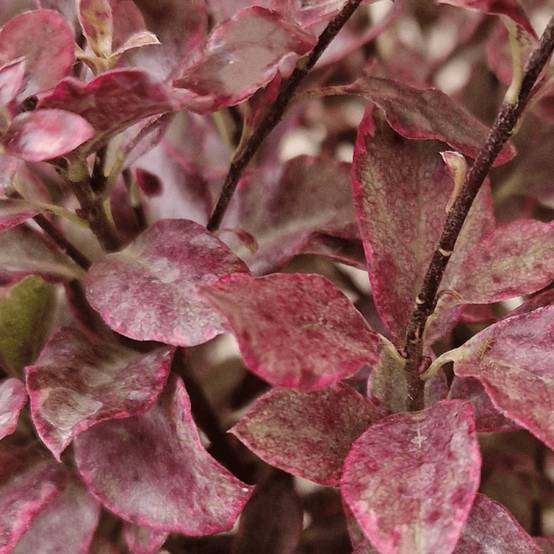 Pittosporum Bannow Bay® 'Bann2015', Pittospore - Pot de 7,5L - 60/80 cm - Image 8