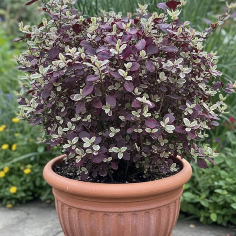 Pittosporum Bannow Bay® 'Bann2015', Pittospore - Pot de 7,5L - 60/80 cm - Image 4