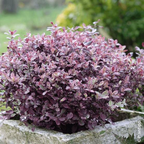 Pittosporum Bannow Bay® 'Bann2015', Pittospore - Pot de 7,5L - 60/80 cm - Image 1