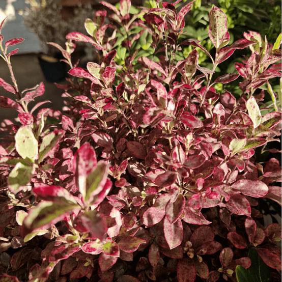 Pittosporum Bannow Bay® 'Bann2015', Pittospore - Pot de 7,5L - 60/80 cm - Image 7