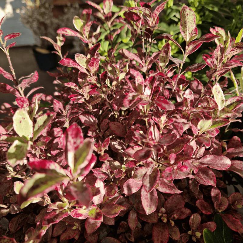 Pittosporum Bannow Bay® 'Bann2015', Pittospore - Pot de 7,5L - 60/80 cm - Image 7