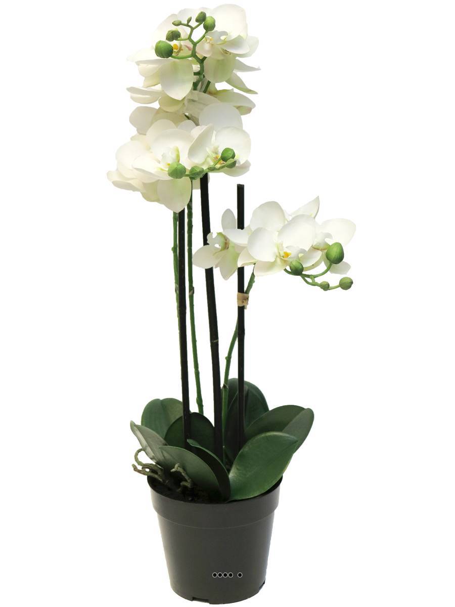 Artificielles - Orchidée Phalaenopsis factice pot 3 hampes de qualité H60cm Crème-BEST - couleur: Crème - Imagen 2