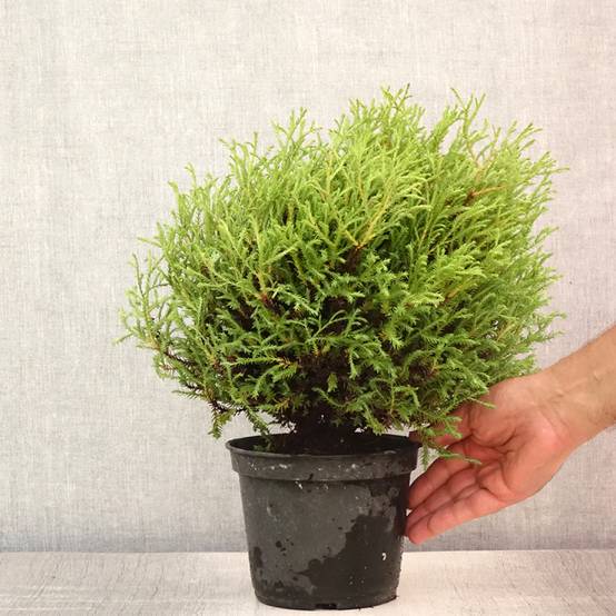 Promesse de Fleurs - Thuya du Canada - Thuja occidentalis Mr Bowling Ball Pot de 2L/3L - Image 2