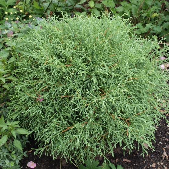 Promesse de Fleurs - Thuya du Canada - Thuja occidentalis Mr Bowling Ball Pot de 2L/3L - Image 1