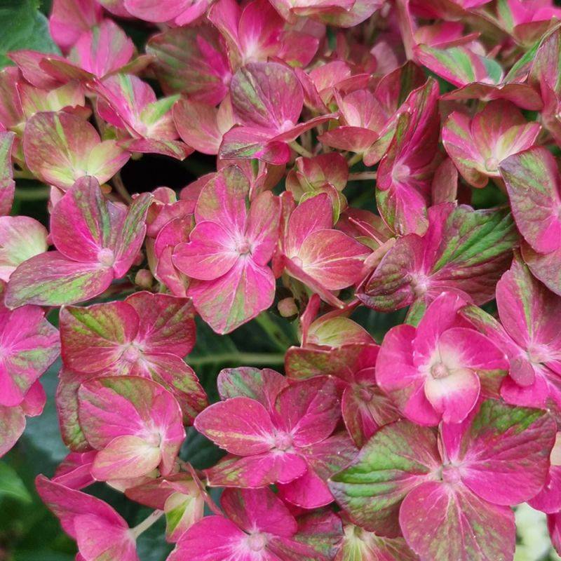Hortensia Chocolate Ever Belles® 'Hokomachoko', Hydrangea macrophylla à fleurs Rouge - feuillage Caduc - Pot de 1,5L - 20/40 cm- hauteur à maturité D - Image 1