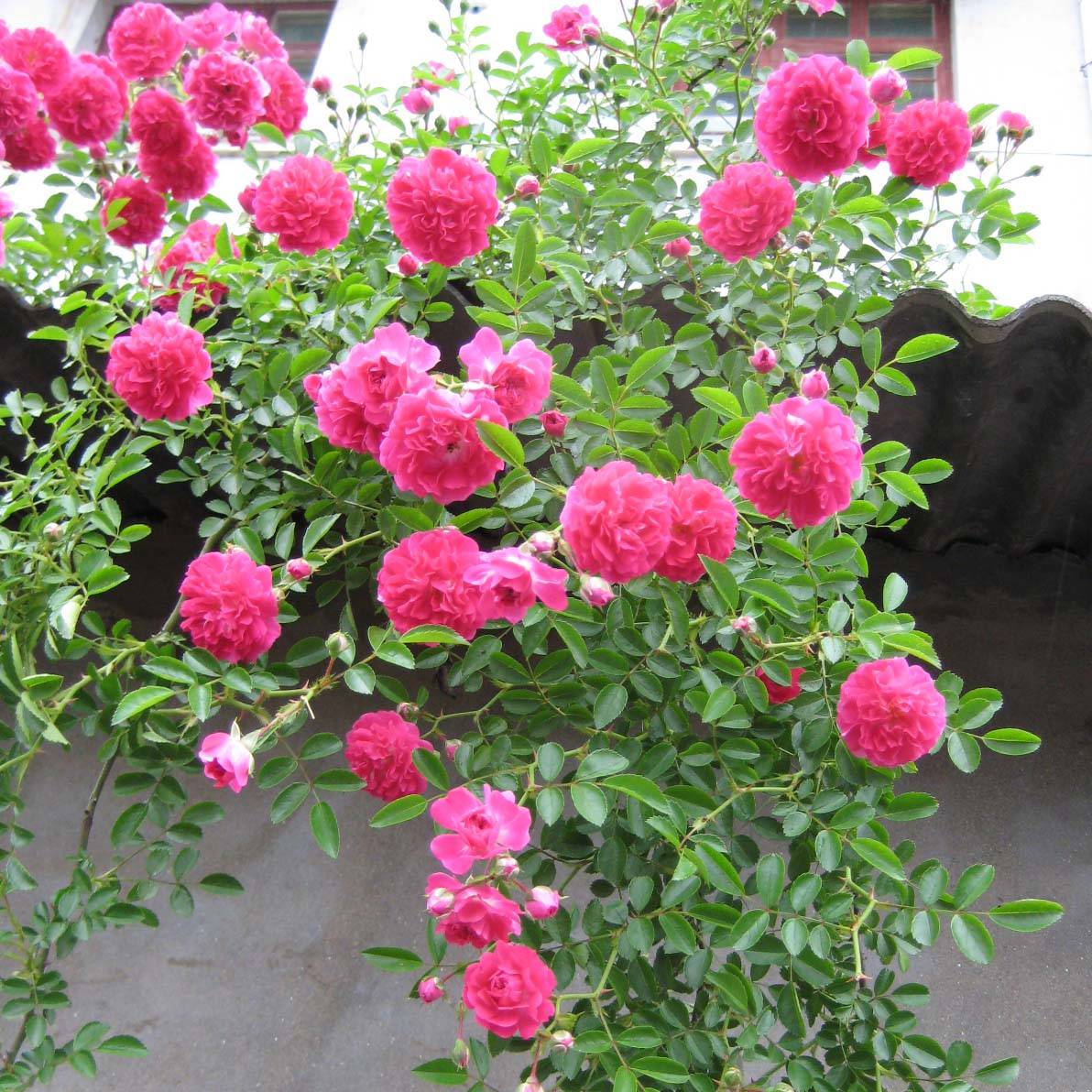 Rosier grimpant Excelsa Pot de 4L/5L