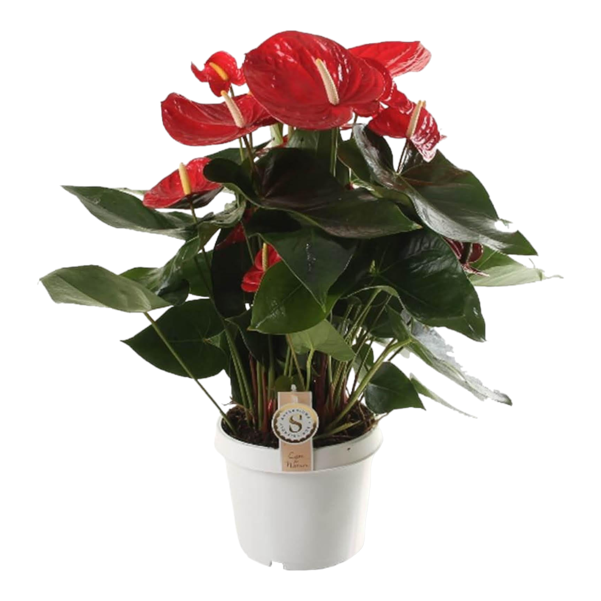 La Green Touch - Anthurium 'Red Champion' 65cm - Plante d'intérieur- La Green Touch - Imagen 1