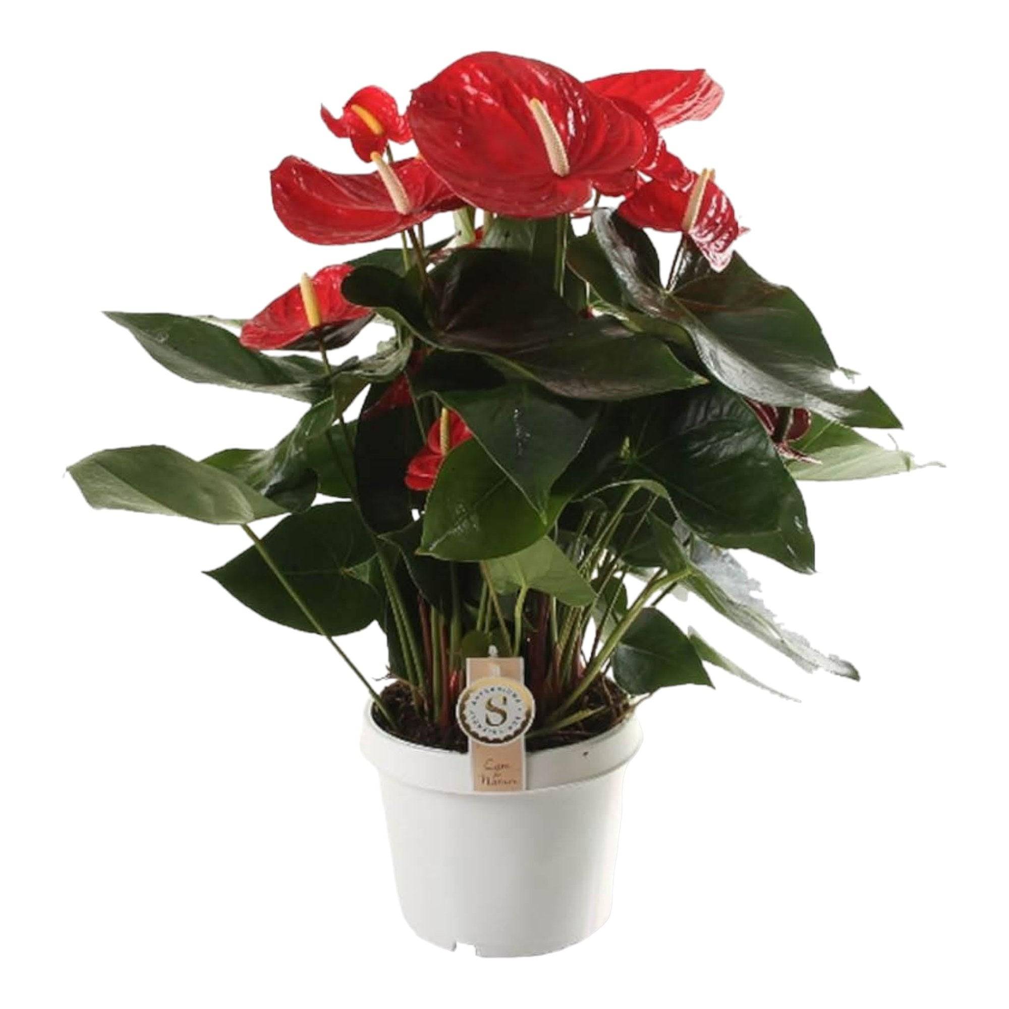 La Green Touch - Anthurium 'Red Champion' 65cm - Plante d'intérieur- La Green Touch - Imagen 2