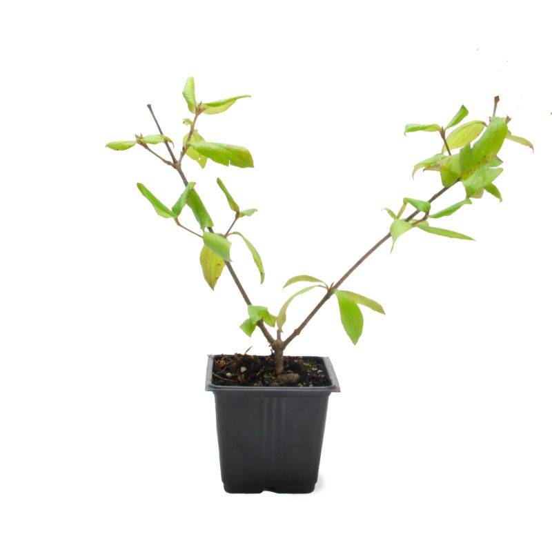Viorne de Burkwood (Viburnum burkwoodii ) - Pot 9cm - Pépinières Naudet - Imagen 2