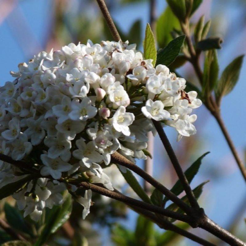 Viorne de Burkwood (Viburnum burkwoodii ) - Pot 9cm - Pépinières Naudet