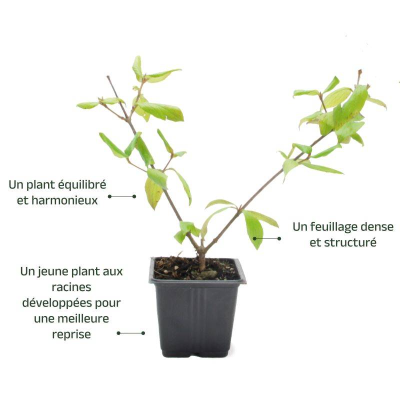 Viorne de Burkwood (Viburnum burkwoodii ) - Pot 9cm - Pépinières Naudet - Imagen 3