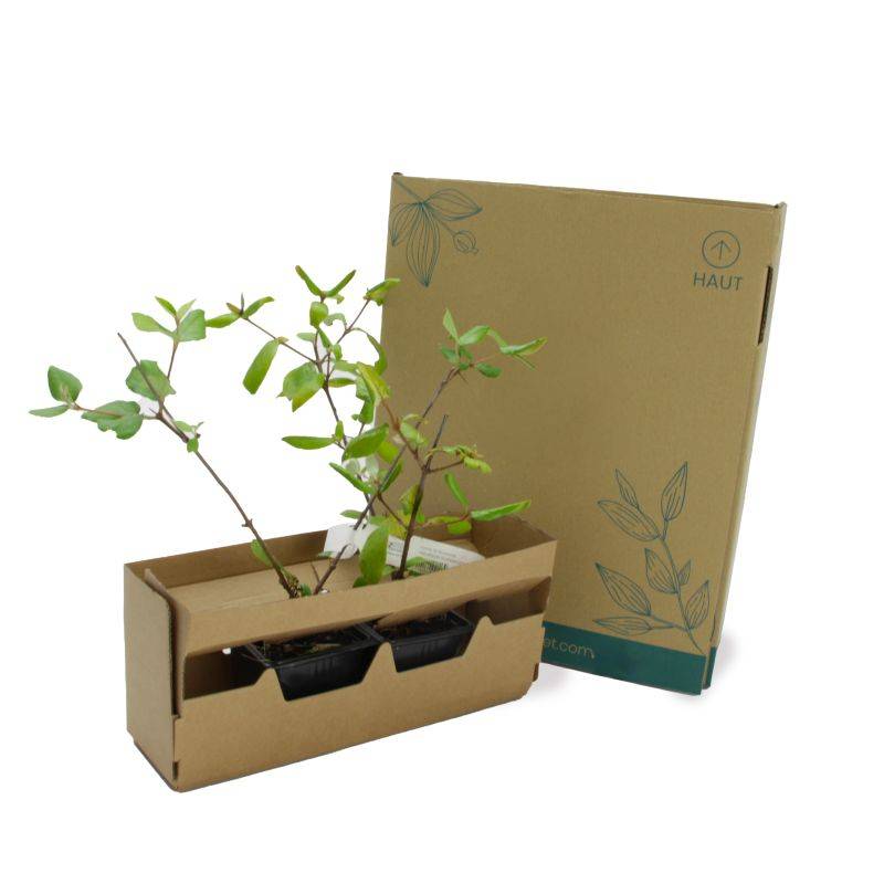 Viorne de Burkwood (Viburnum burkwoodii ) - Pot 9cm - Pépinières Naudet - Imagen 5
