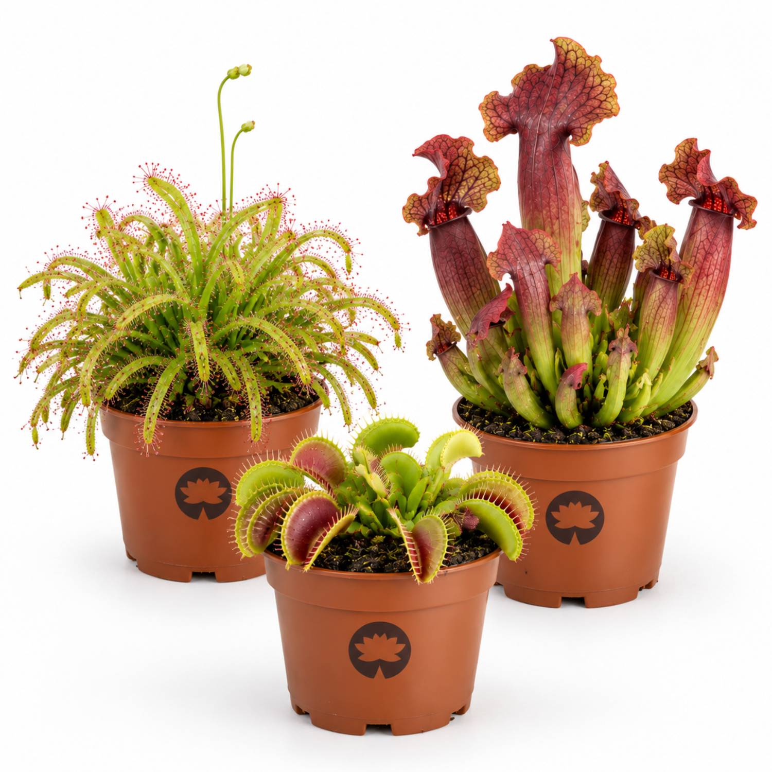 0 - Plantes Carnivores - 3 pièces - Rustiques - Image 1