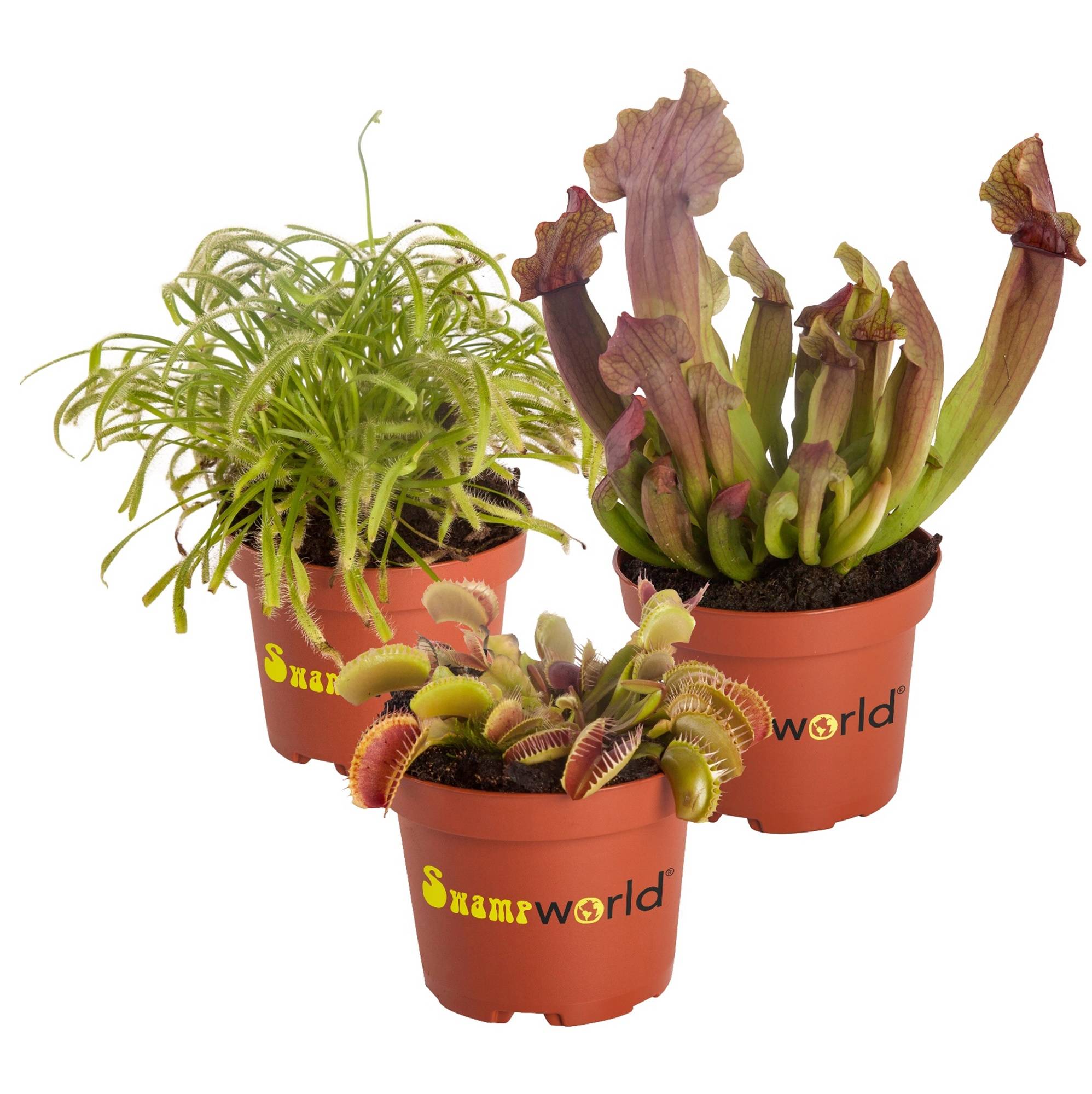 0 - Plantes Carnivores - 3 pièces - Rustiques