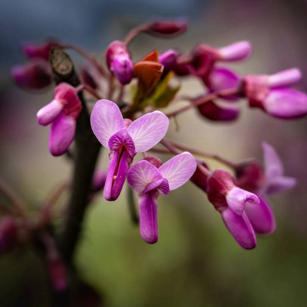 Cercis du Canada pleureur Traveller, Arbre de Judée, Gainier du Canada à fleurs Rose/ - feuillage Caduc - Pot de 15L - Baliveau