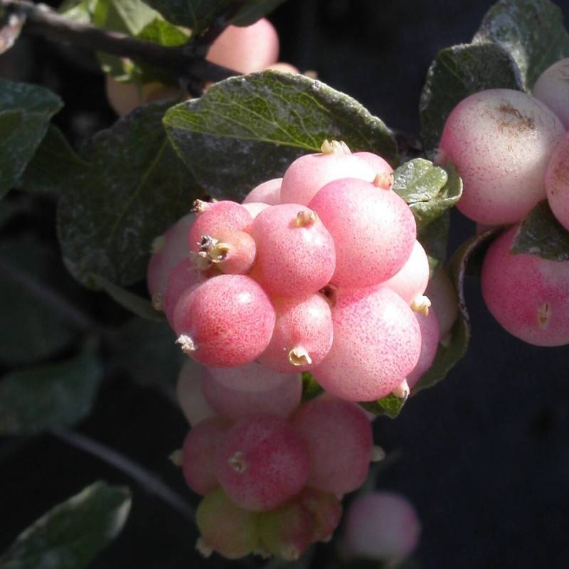 Symphorine Mother of Pearl, Symphoricarpos à fleurs Blanche - feuillage Caduc - Pot de 4L - 40/60 cm-  hauteur à maturité De 2,50 m à 3,00 m - Imagen 1