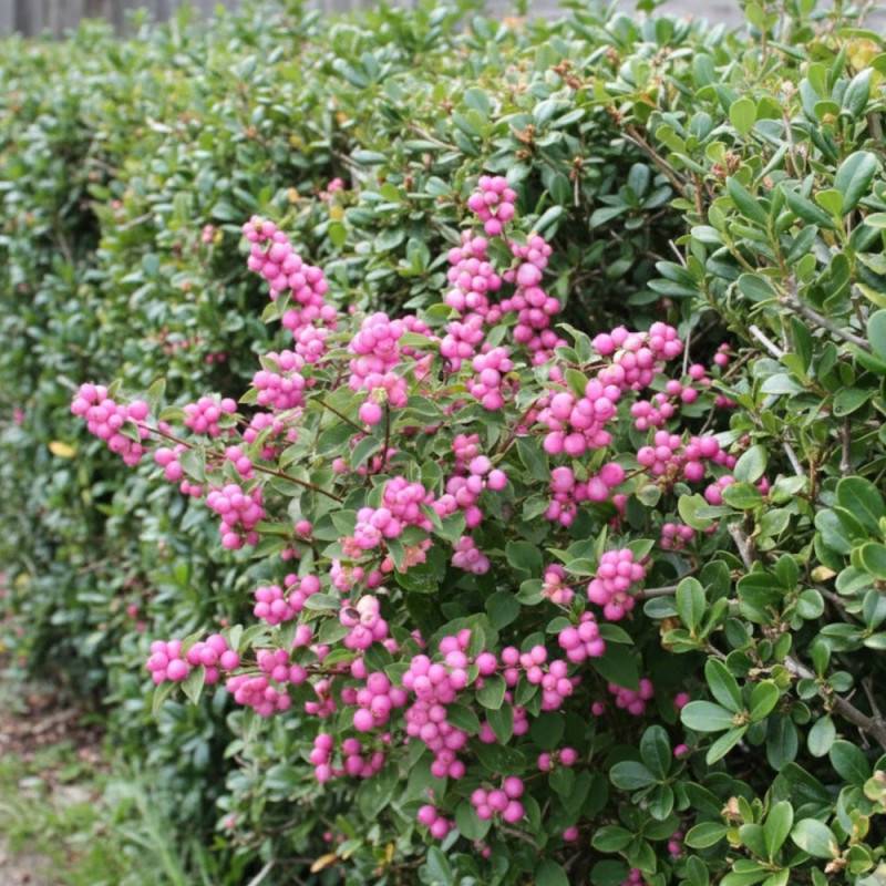 Symphorine Mother of Pearl, Symphoricarpos à fleurs Blanche - feuillage Caduc - Pot de 4L - 40/60 cm-  hauteur à maturité De 2,50 m à 3,00 m - Imagen 4