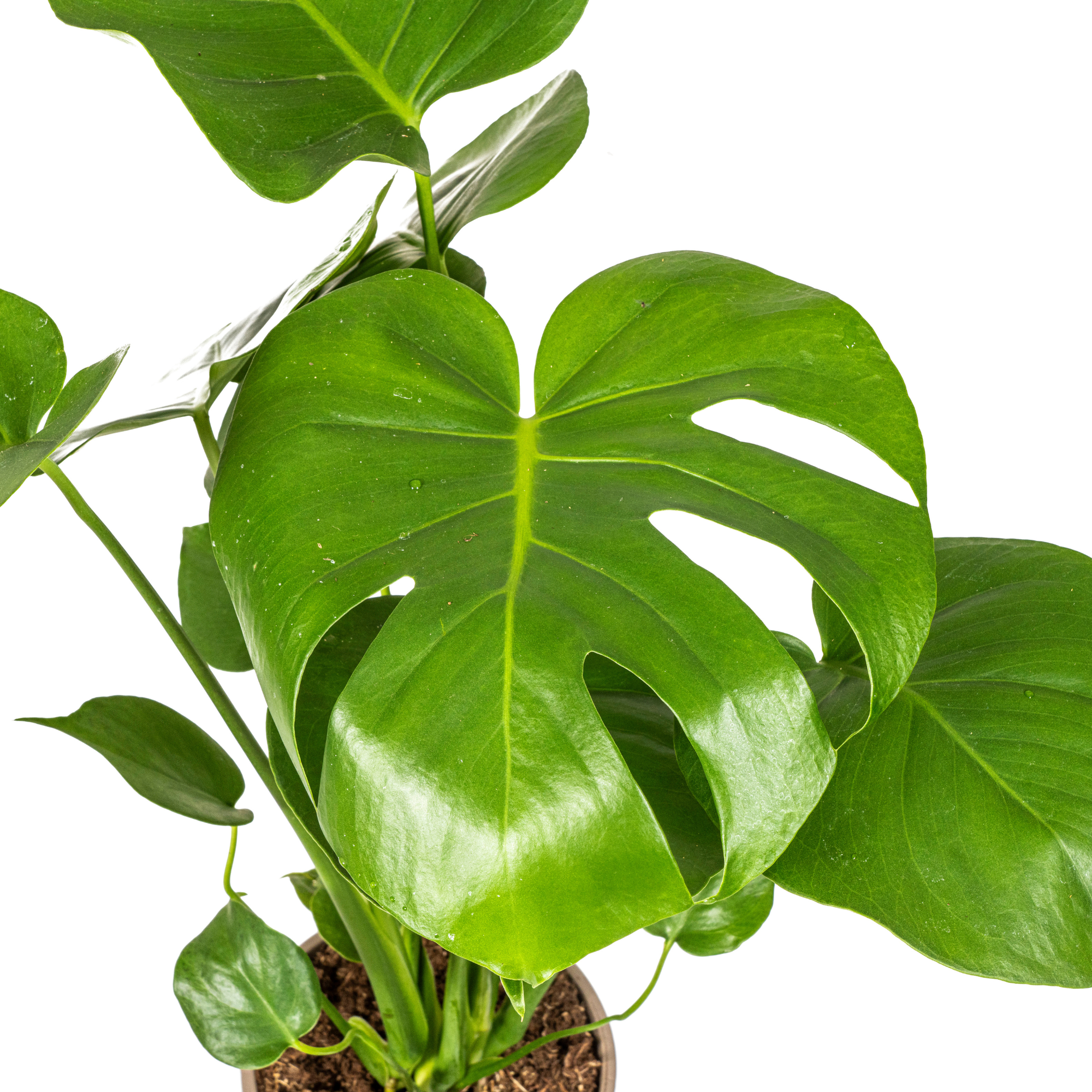 Monstera Deliciosa Tauerii - D17 H50cm - Image 5