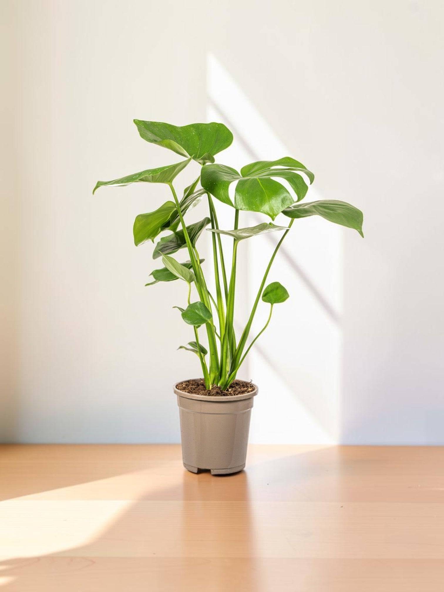 Monstera Deliciosa Tauerii - D17 H50cm - Jardiland