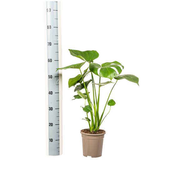 Monstera Deliciosa Tauerii - D17 H50cm - Image 2
