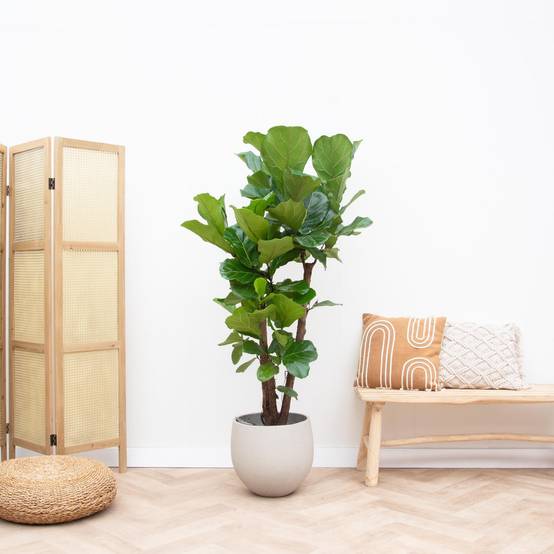 Ficus Lyrata Ramifié Xl - D32 H170cm - Image 2