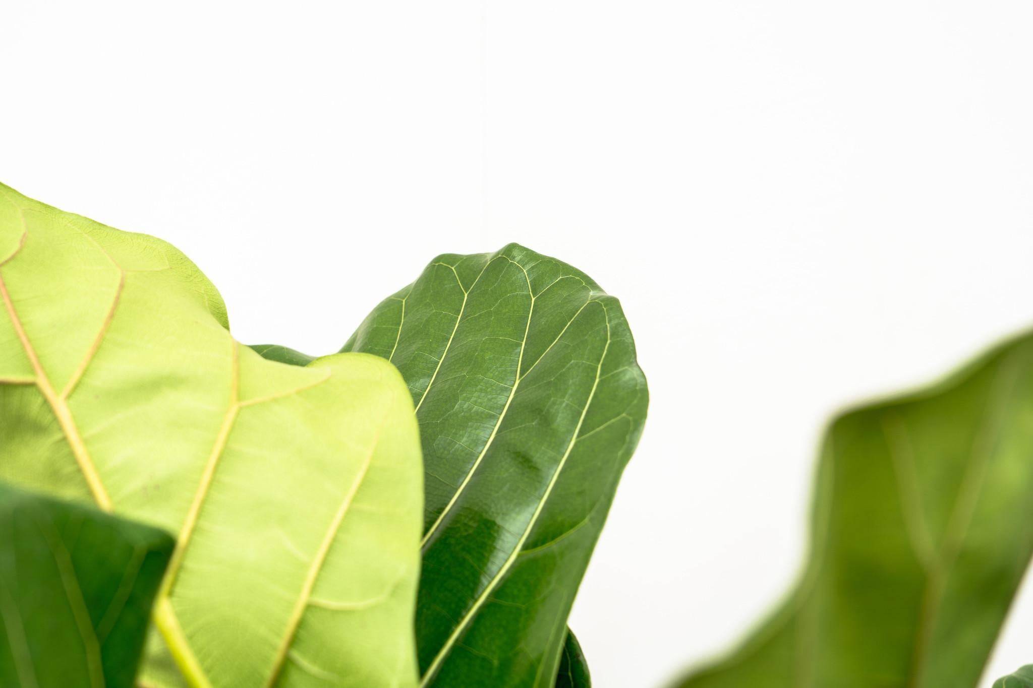Ficus Lyrata Ramifié Xl - D32 H170cm - Image 4