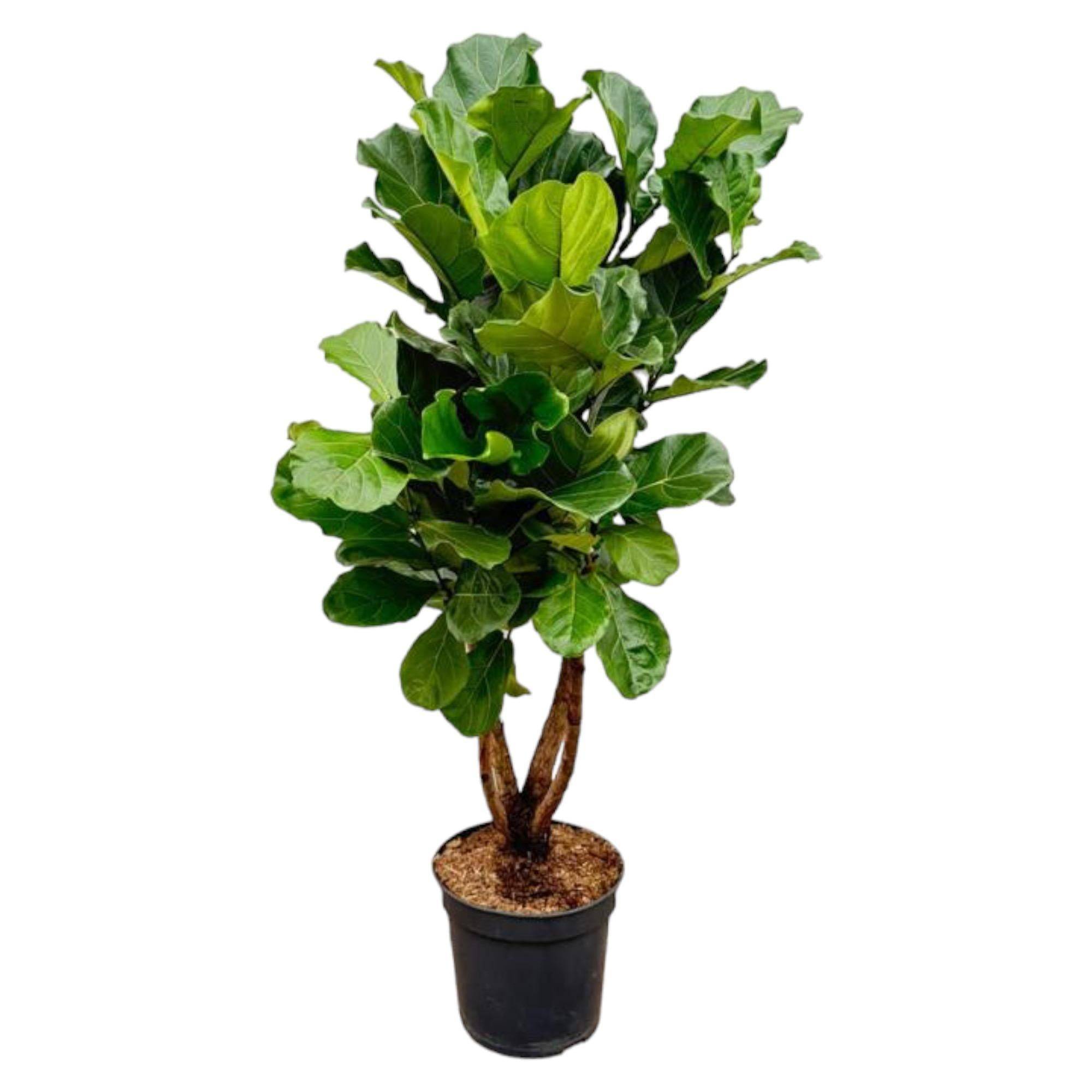 Ficus Lyrata Ramifié Xl - D32 H170cm - Image 1