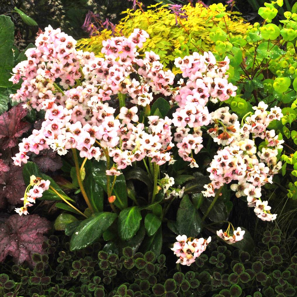 Bergenia Dragonfly Angel Kiss Godet de 8/9 cm