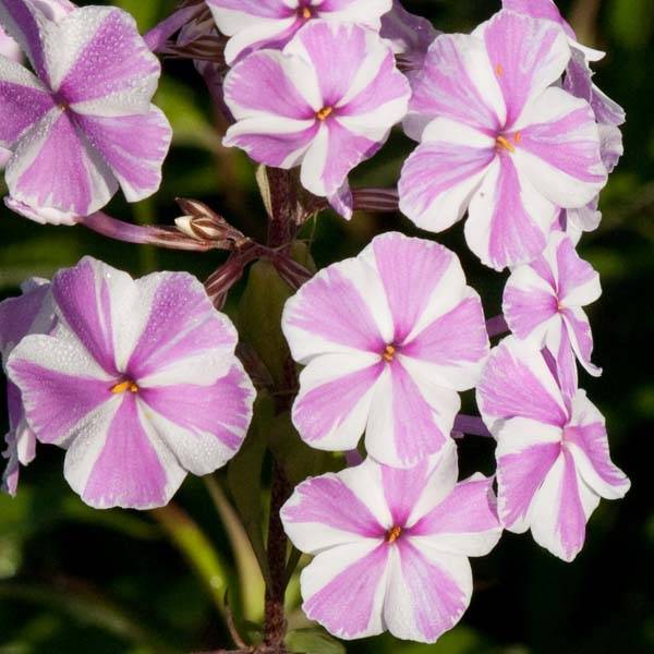 Phlox maculata Natasha Godet de 8/9 cm