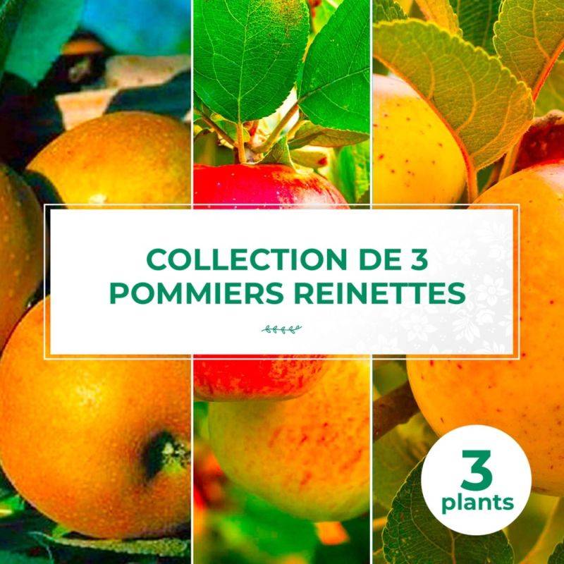 Collection 3 Pommiers 'Reinette' - Scion de 100cm - Pépinières Naudet - Imagen 1