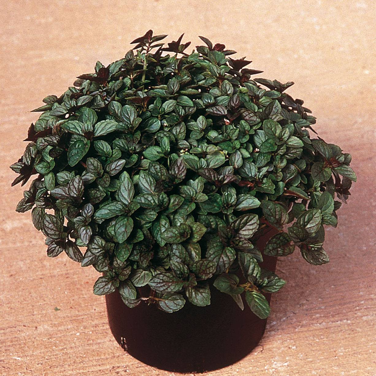 Menthe poivrée en plants Mini-motte Ø 3/4 cm, LIvré en hauteur de 5 à 10 cm (par 3)