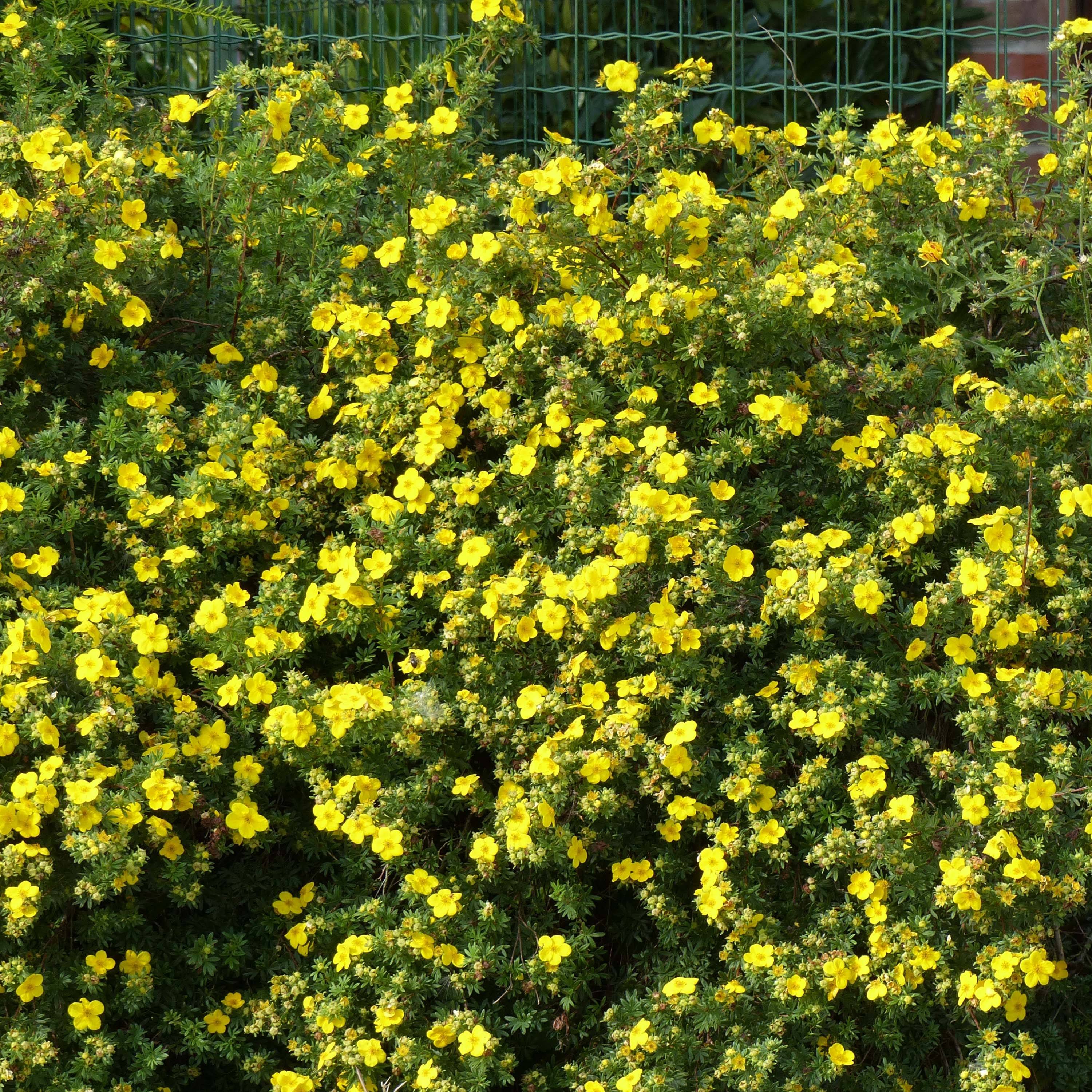 Potentilla fruticosa Goldfinger - Potentille arbustive  Pot de 1L/1,5L