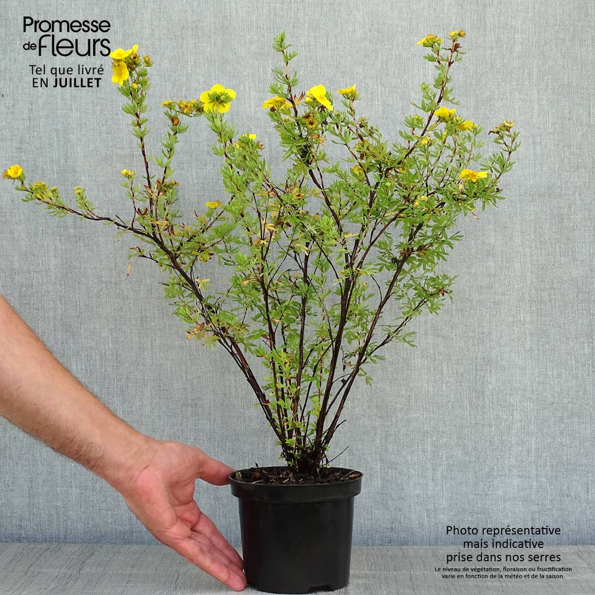 Potentilla fruticosa Goldfinger - Potentille arbustive Pot de 1L/1,5L - Image 2