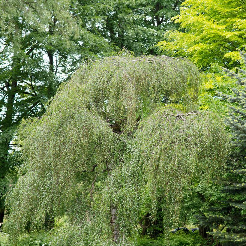 Promesse de Fleurs - Bouleau pleureur Youngii - Betula pendula Pot de 7,5L/10L