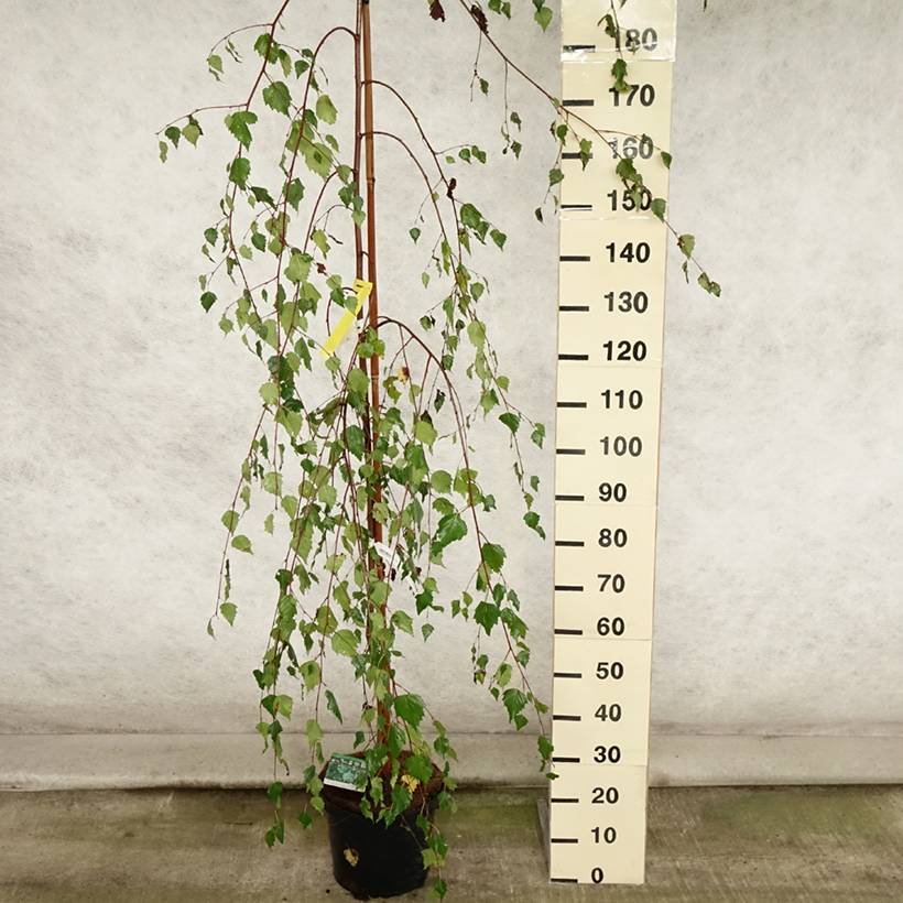 Promesse de Fleurs - Bouleau pleureur Youngii - Betula pendula Pot de 7,5L/10L - Image 2