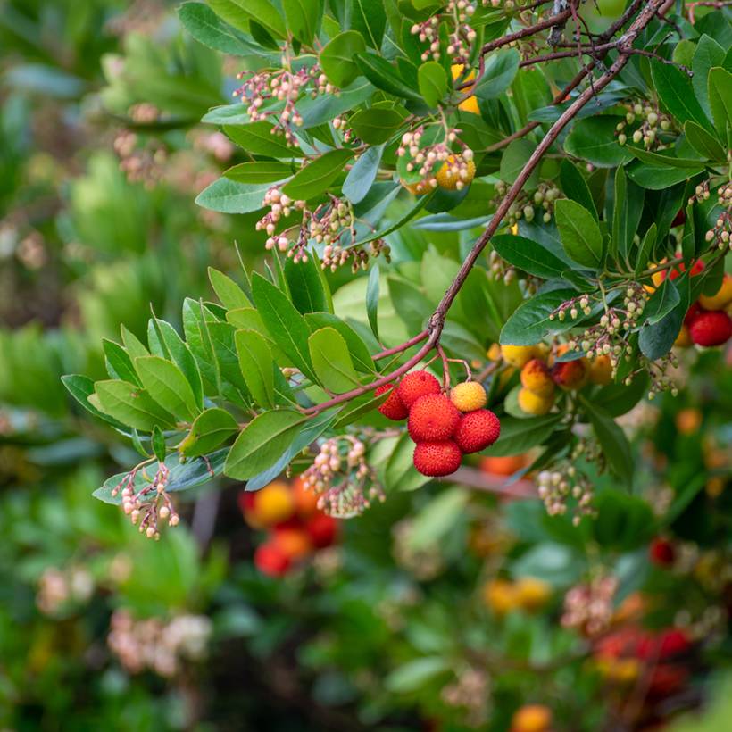 Arbutus unedo - Arbousier Pot de 2L/3L