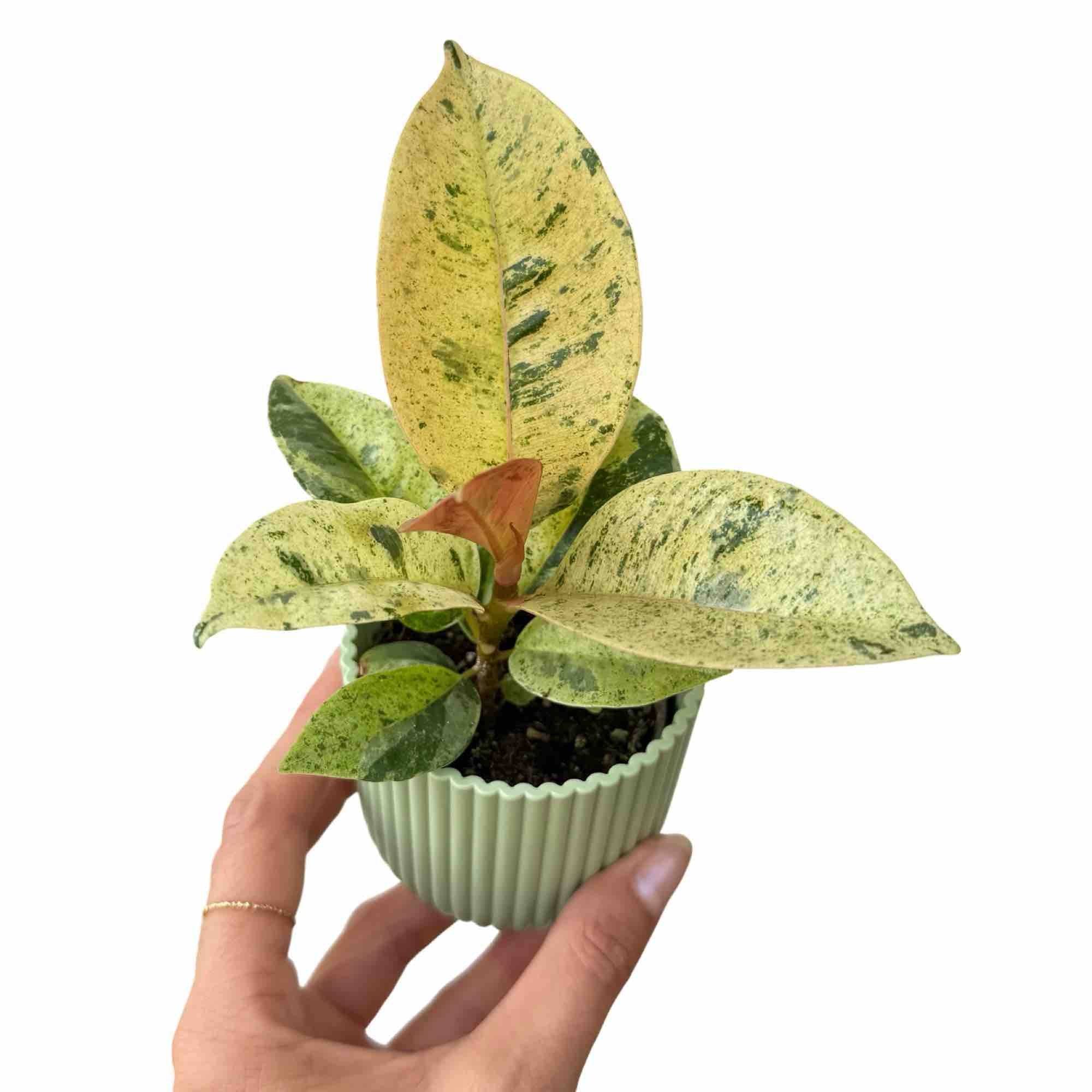 Ficus Shivereana Moonshine - Pot de 6cm - Plantes d'intérieur