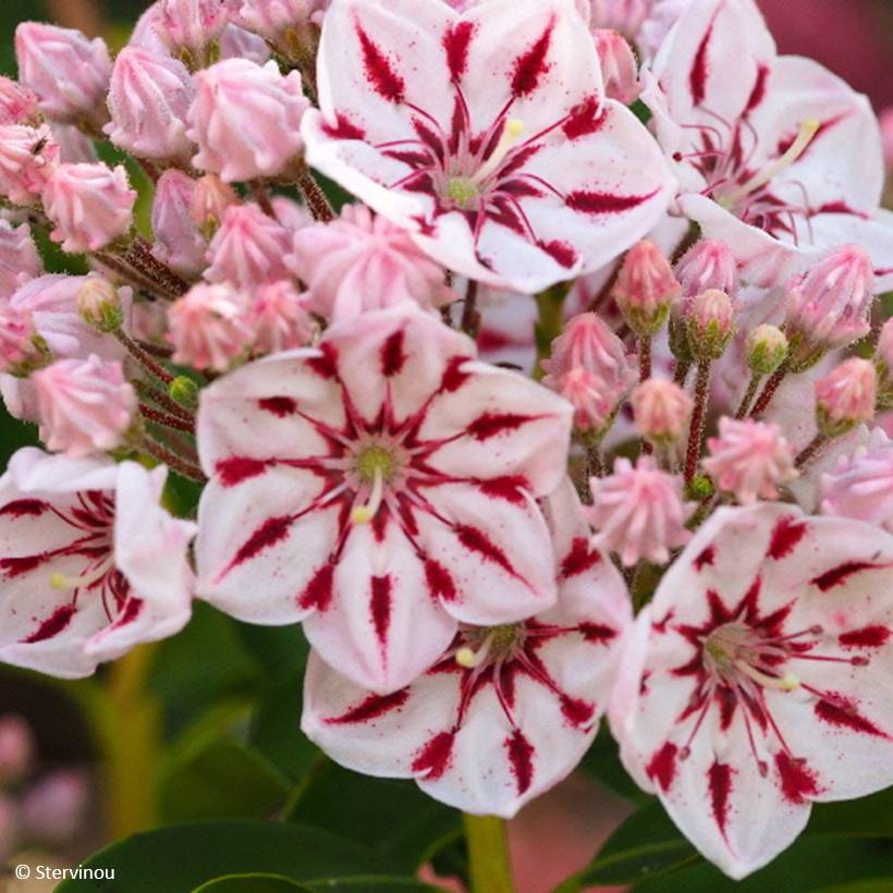 Promesse de Fleurs - Kalmia latifolia Windmill - Laurier des montagnes Pot de 3L/4L